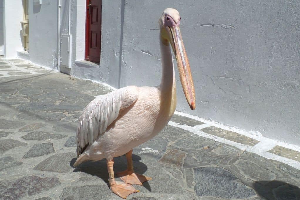 Petros the Pelican roaming Mykonos