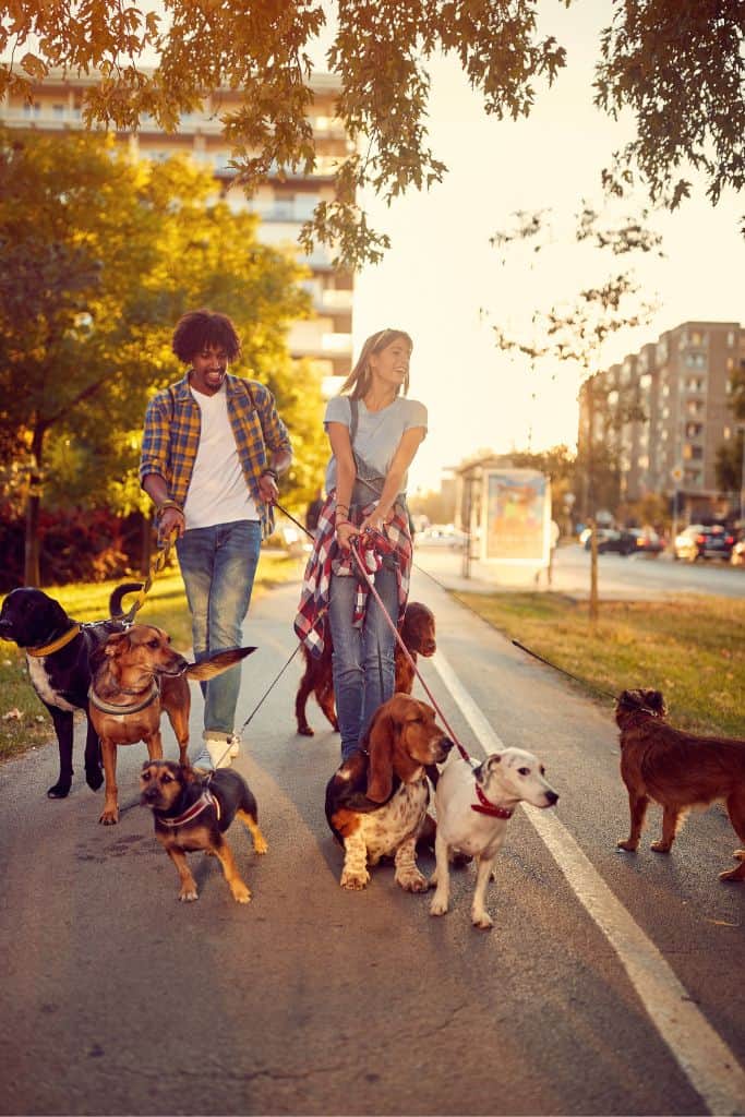 two dog walkers walking a large group of dogs